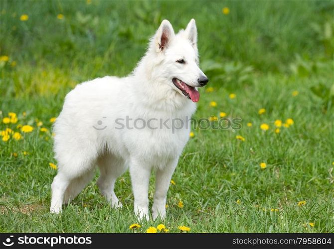Swiss white shepherd dog on the grass