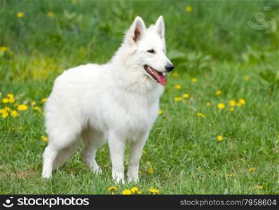 Swiss white shepherd dog on the grass
