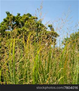 Switch grass is a source of cellulose and used for ethanol production and biofuels