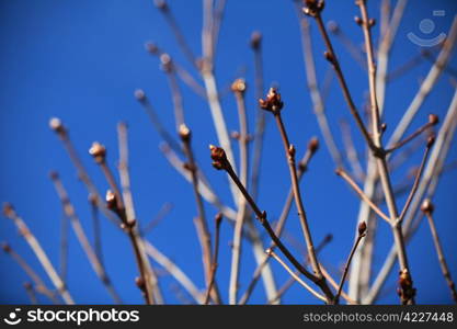 swollen buds. Early spring swollen buds on the branches of a tree against a blue sky