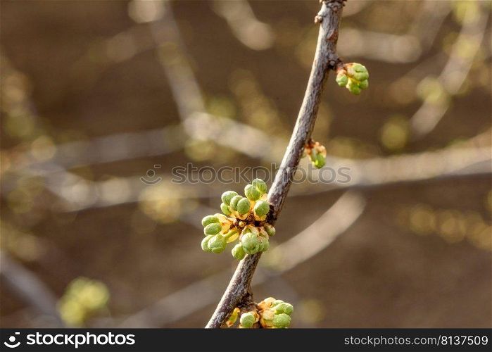Swollen spring buds on the branches of a tree close up. Tree branch before flowering covered with buds in early spring.. Swollen spring buds on the branches of a tree close up. Tree branch before flowering