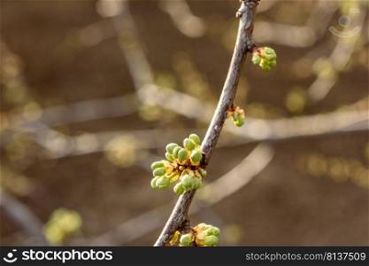 Swollen spring buds on the branches of a tree close up. Tree branch before flowering covered with buds in early spring.. Swollen spring buds on the branches of a tree close up. Tree branch before flowering