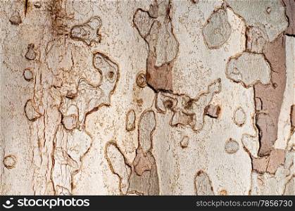 Sycamore Bark Texture for your design.