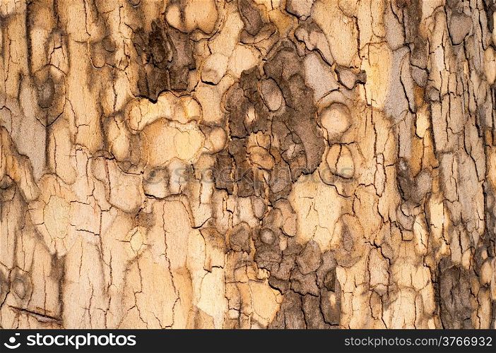 Sycamore Bark Texture - weathered wood background for your design.