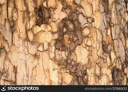 Sycamore Bark Texture - weathered wood background for your design.