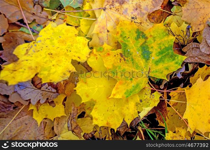 sycamore maple leaves
