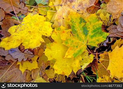 sycamore maple leaves