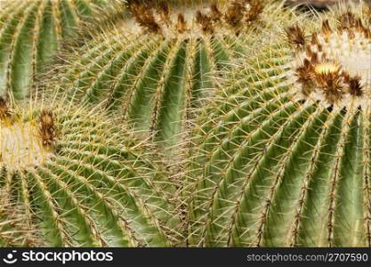 Symmetrical patterns of barrel-shaped cactus in the southwestern desert