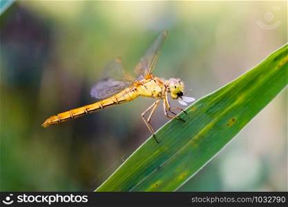 Sympetrum striolatum, also known as common darter, eating an insect