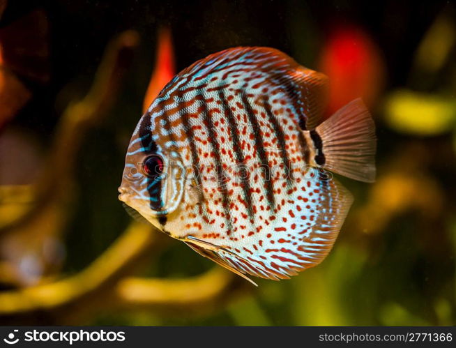 Symphysodon discus in an aquarium on a green background