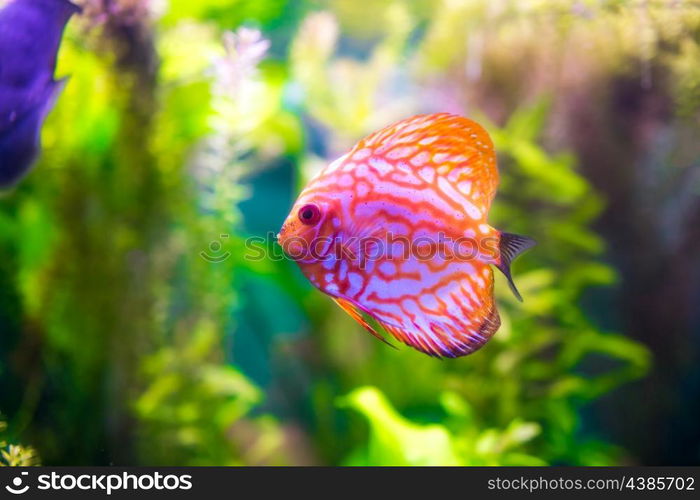 Symphysodon discus in an aquarium on a green background