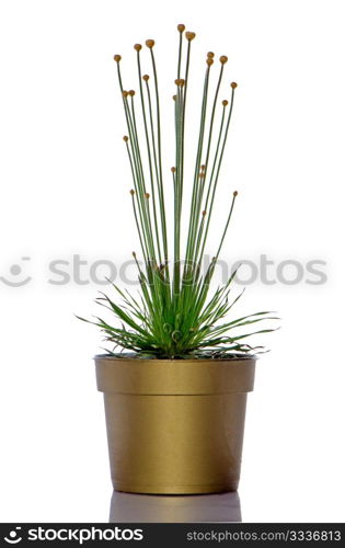 Syngonanthus chrysanthus Mikado plant on golden color plastic vase over white background.