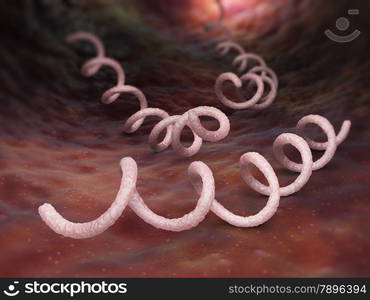 Syphilis Bacterium