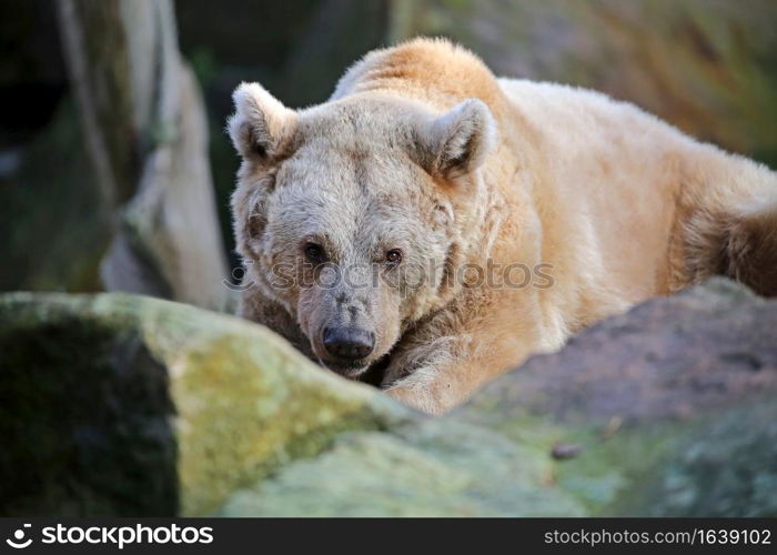 Syrian brown bear