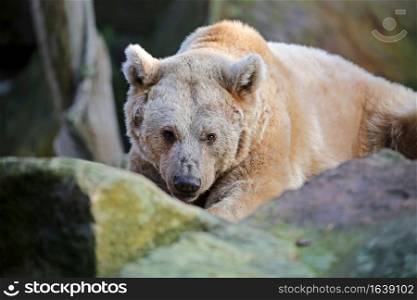 Syrian brown bear