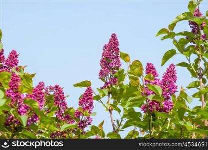 Syringa vulgaris tree with violet flowers in the summer