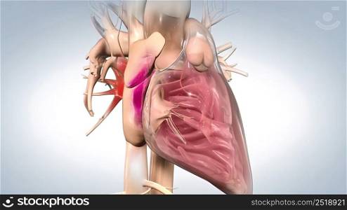Systole, period of contraction of the ventricles of the heart that occurs between the first and second heart sounds of the cardiac cycle. 3d illustration. Systole causes the ejection of blood into the aorta and pulmonary trunk.