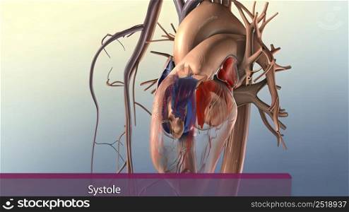 Systole, period of contraction of the ventricles of the heart that occurs between the first and second heart sounds of the cardiac cycle. 3d illustration. Systole causes the ejection of blood into the aorta and pulmonary trunk.