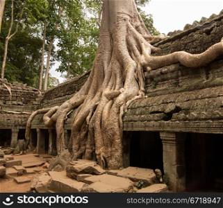 Ta Prohm temple with spung tree roots growing in ruins of Angkor Thom