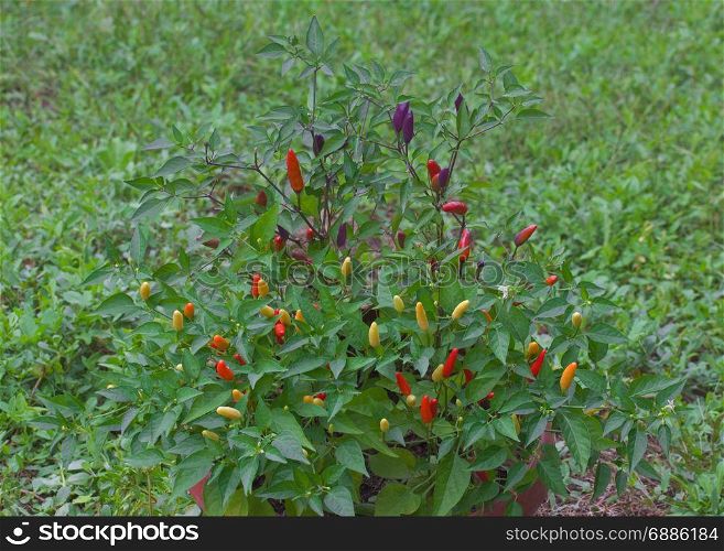Tabasco chilli bush in the Field