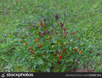 Tabasco chilli bush in the Field