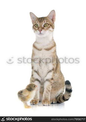 tabby cat and chick in front of white background