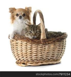 tabby cat and chihuahua in front of white background