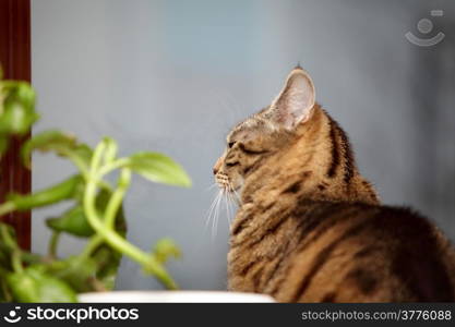 Tabby cat and flower on the window
