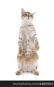 tabby cat in front of white background