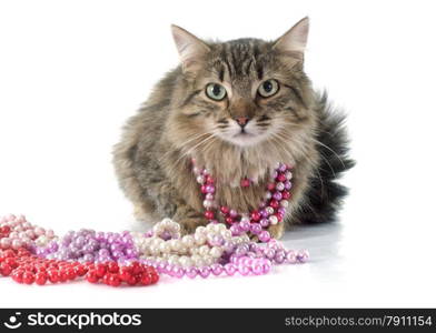 tabby cat in front of white background