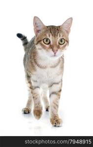 tabby cat in front of white background
