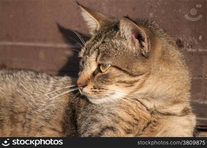 Tabby cat lying by wooden brown door on sunny day