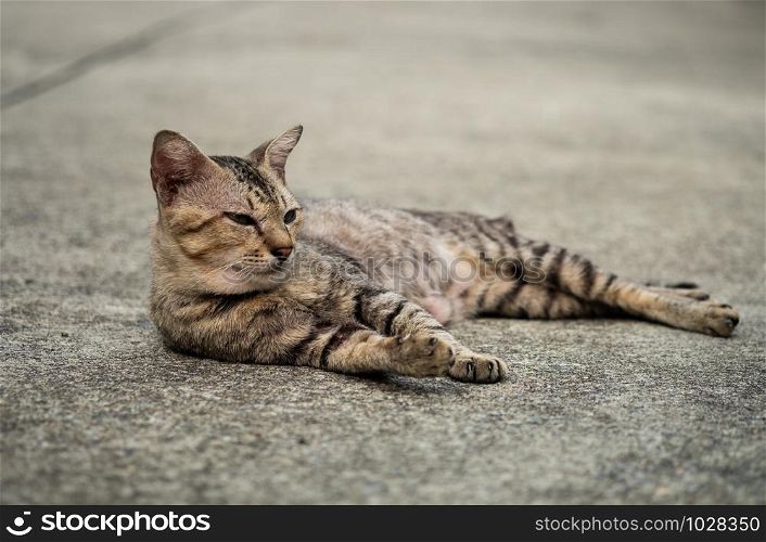 Tabby cat lying down and rest on the floor, selective focus.