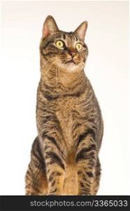 Tabby cat sits and looks forward on white background