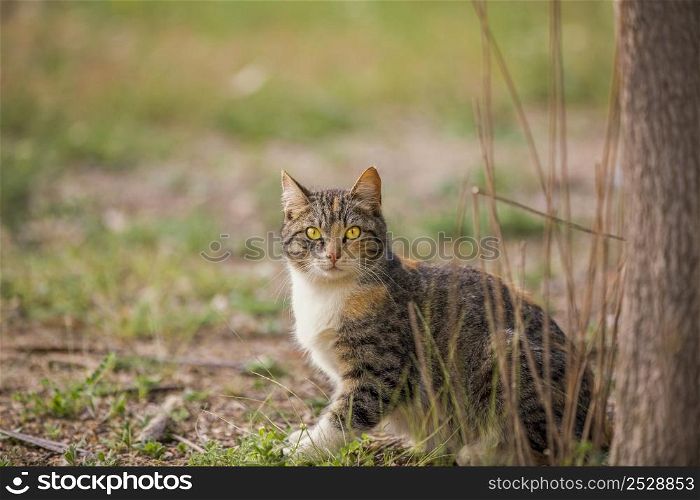 Tabby cat with yellow eyes