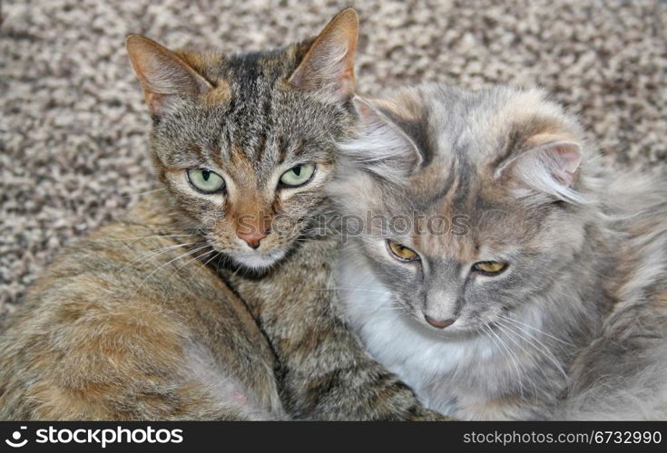 tabby cats