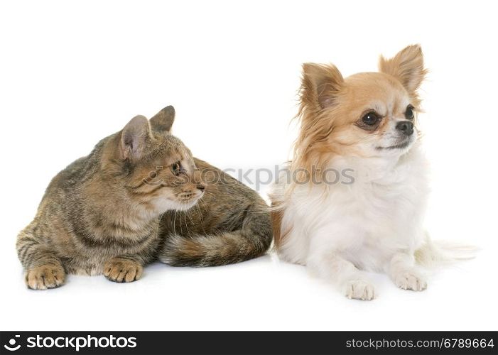 tabby kitten and chihuahua in front of white background