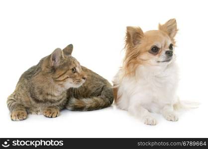 tabby kitten and chihuahua in front of white background