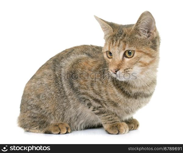 tabby kitten in front of white background