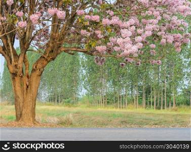 Tabebuia or Pink trumpet flower tree in full bloom