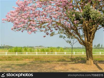 Tabebuia or Pink trumpet flower tree in full bloom in green field