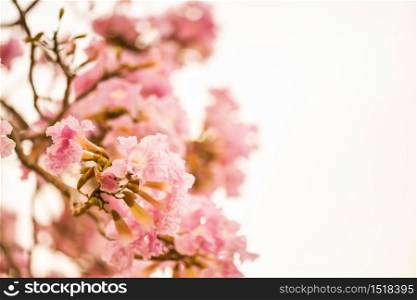 Tabebuia Rosea flower, aka Pink Poui Tecoma and Rosy Trumpet tree, Macro Thai cherry blossom or sakura in spring season isolated on white background with copy space for text. Beauty in Nature.