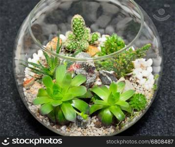 Table top indoor decorative miniature garden in clear glass bubble with cactuses and succulents. Decorative glass vase with succulent and cactus plants. Glass interior terrarium with succulents and cactuses. Top view.