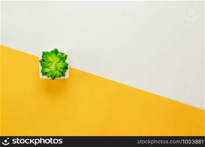 Table top view aerial image of minimal background concept.Flat lay tree in a pot on modern rustic yellow & green paper at home office desk.Duo backdrop with pastel tone.Free space for creative design.