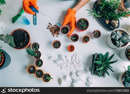 Table with Potted Plants at Home