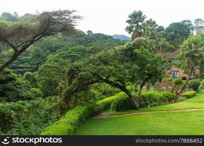 Tables set in a beautiful garden with gigantic trees in the the Mountains