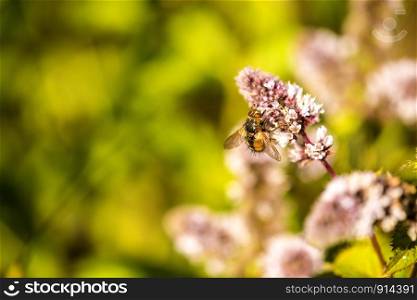 tachinid fly on a flower of a peppermint in summer in Germany
