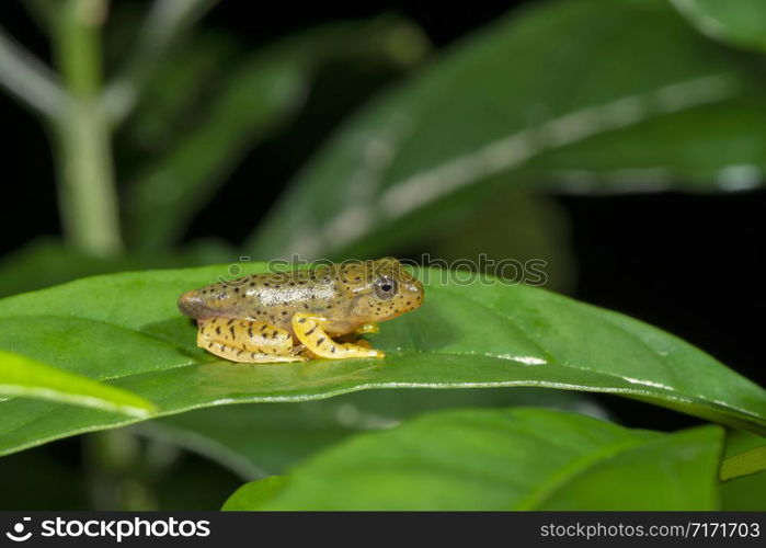 Tadpole of Malapar Gliding frog, Amboli, India