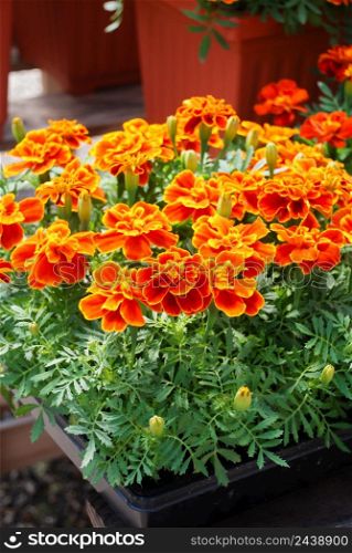 Tagetes patula French marigold in bloom, orange yellow flowers, green leaves, pot plant full bloom. Tagetes patula French marigold in bloom, orange yellow flowers, green leaves full bloom