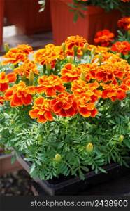 Tagetes patula French marigold in bloom, orange yellow flowers, green leaves, pot plant full bloom. Tagetes patula French marigold in bloom, orange yellow flowers, green leaves full bloom